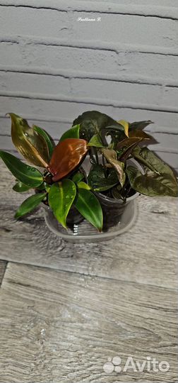 Филодендрон принц оранж
