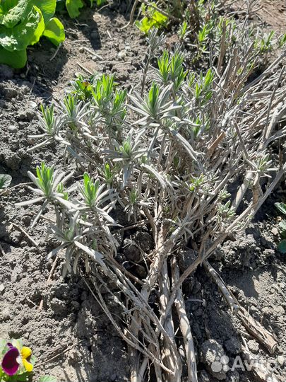 Розмарин,лаванда,верба