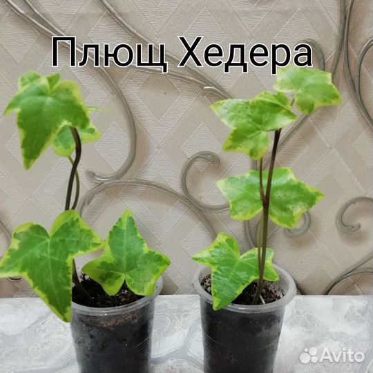 Комнатные растения