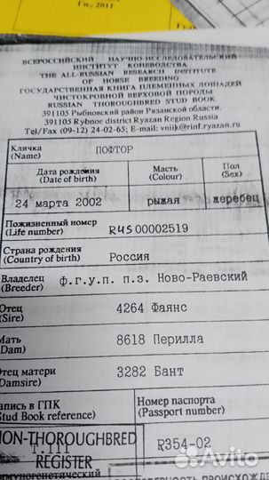 Чк жеребчик