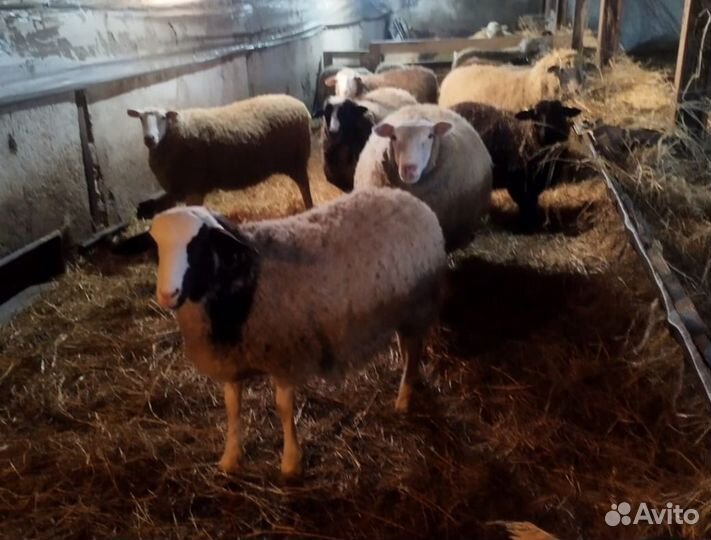 Бараны, ярки