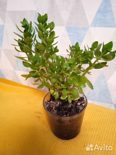 Каланхоэ цветущий