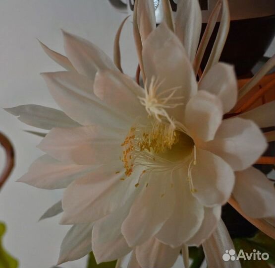 Комнатные растения 1