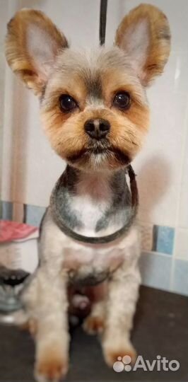 Стрижка собак, р-н Технологического университета