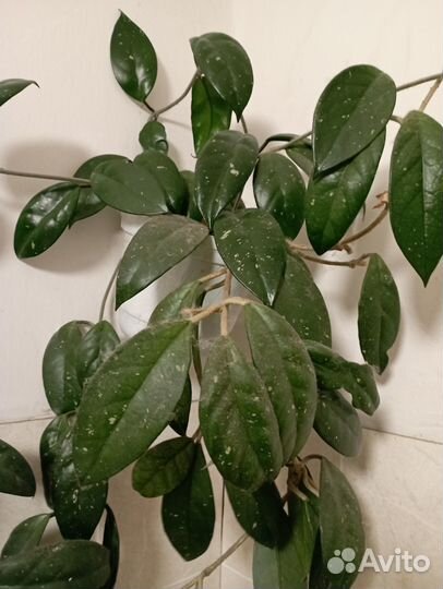 Хойя Карноза