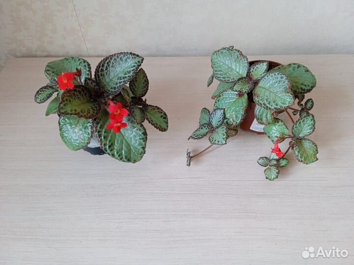 Комнатные цветы