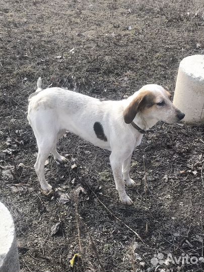 Эстонские гончие собаки