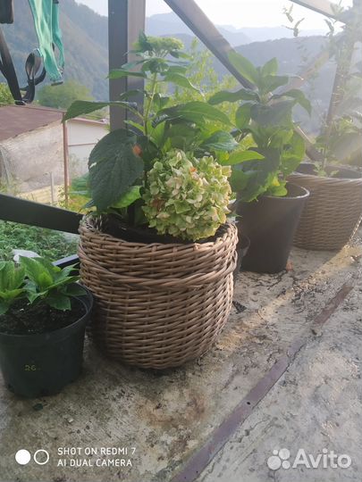 Гортензия крупнолистная саженцы