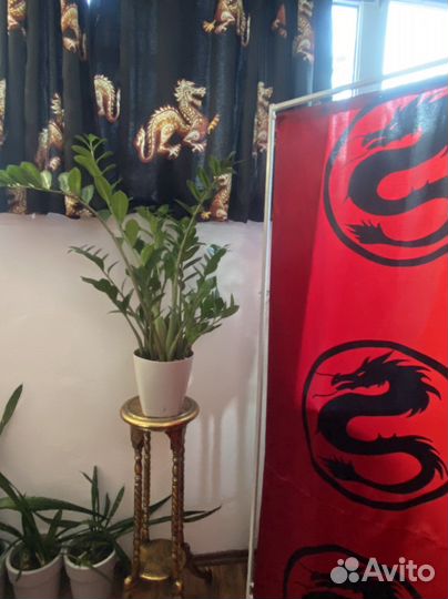 Цветы комнатные и для террассы