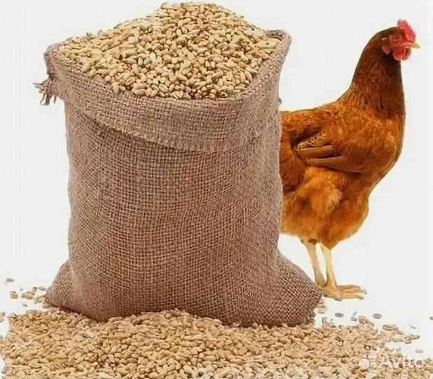 Корм для кур, индюков, уток, гусей