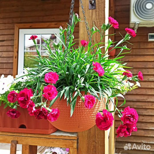 Вегетативные черенки