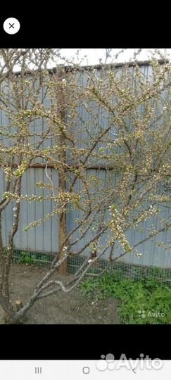 Китайская (войлочная) вишня 