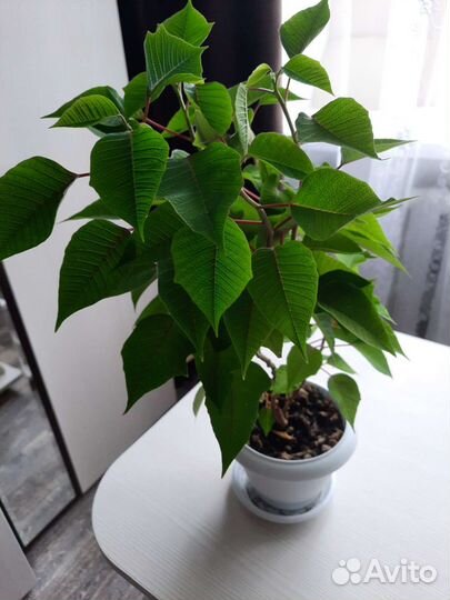 Шефлера,пуансеттия