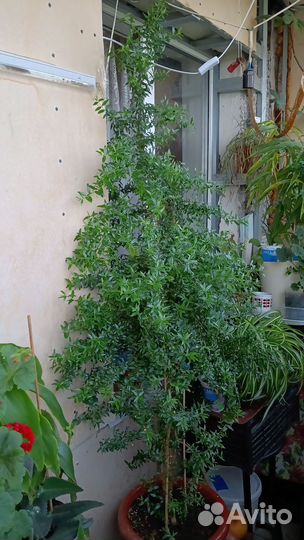 Миртовое дерево