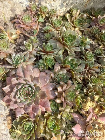 Молодило каменная роза