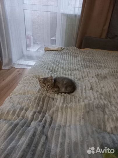 Котеночек Мика ищет дом