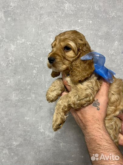 Кокер спаниель