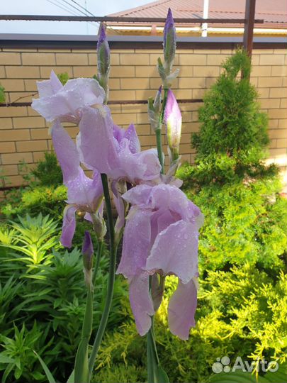 Ирисы бородатые