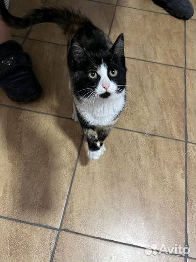 Кошка, котенок