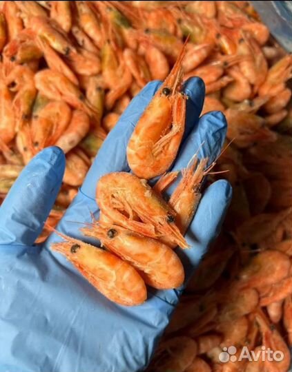 Креветка северная 220+