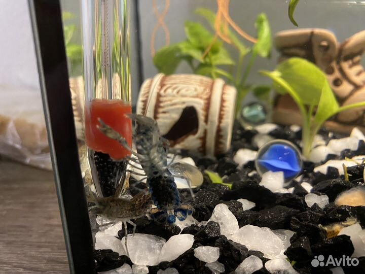 Рак карликовый синий