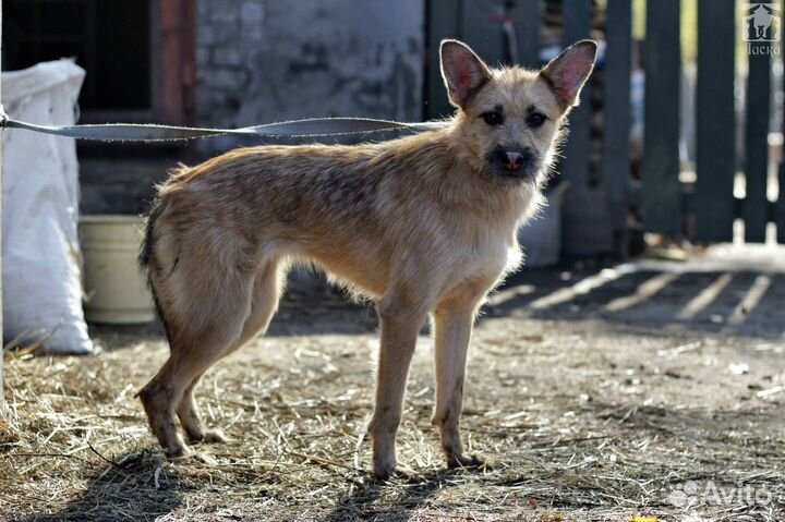 Клим и Кенди в добрые руки
