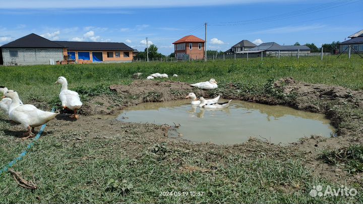 Утки муларды