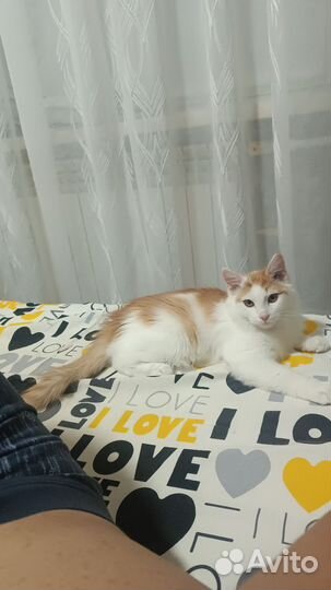 Кошки в добрые руки бесплатно