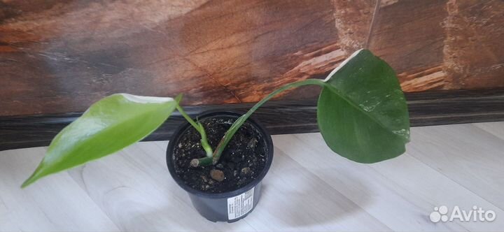 Монстера альба