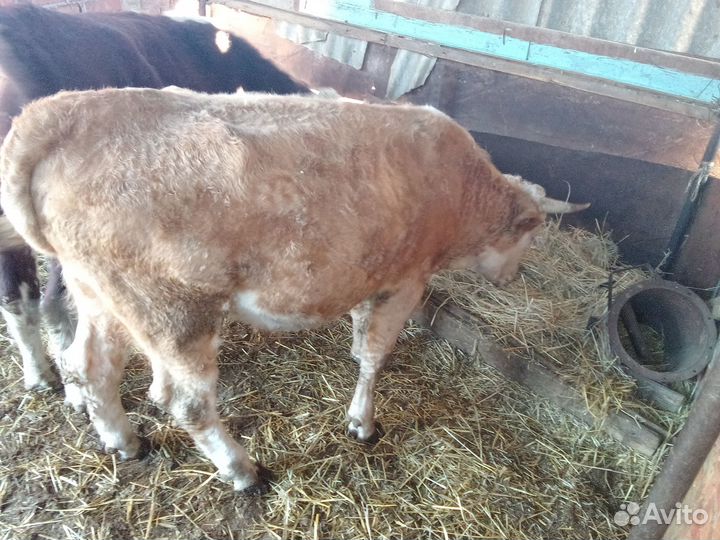 Продаются быки