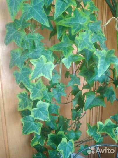 Много комнатных цветов