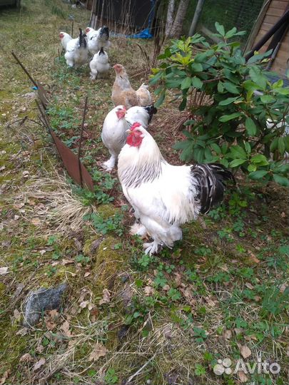 Петух Брамы Колумбийской