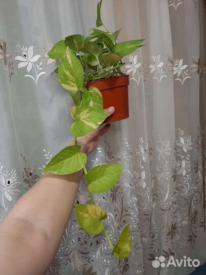 Эпипремнумы,Сциндапсусы