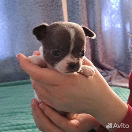 Щенки чихуахуа мини девочки