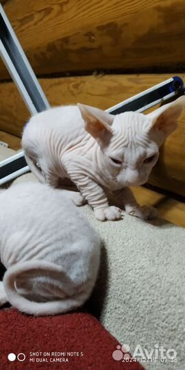 Канадский сфинкс