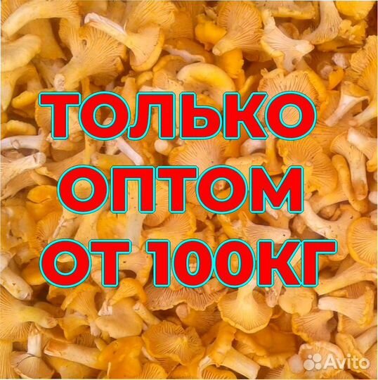 Свежая лисичка