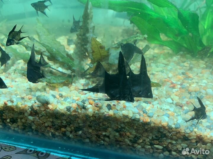 Аквариум