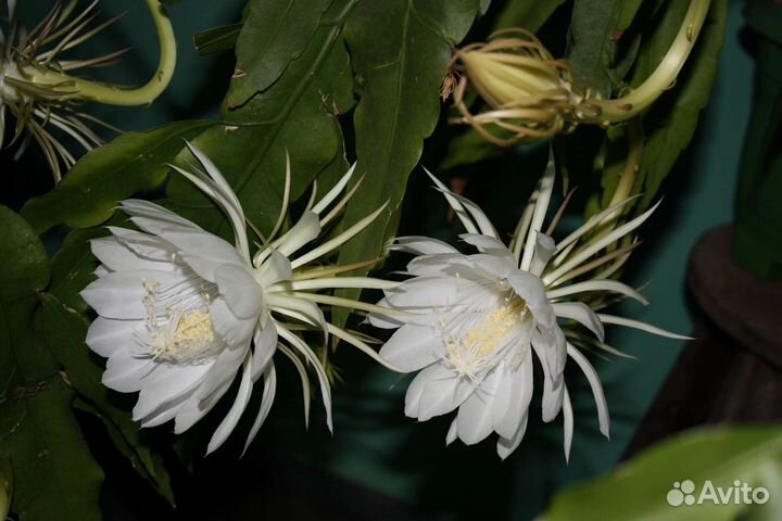 Эпифилум белый