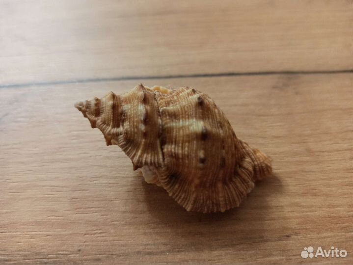 Морская раковина