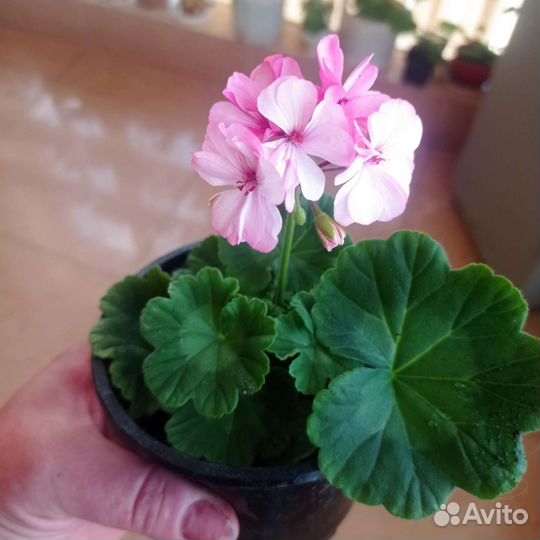 Герань пеларгония 50