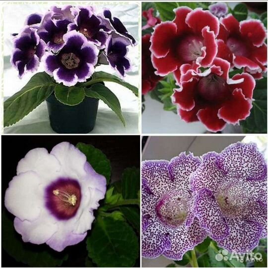 Тидеи,Глоксинии,Стрептокарпусы семена