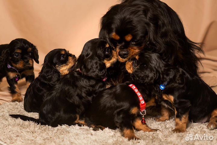 Кавалер Кинг Чарльз Спаниель кобель на вязку