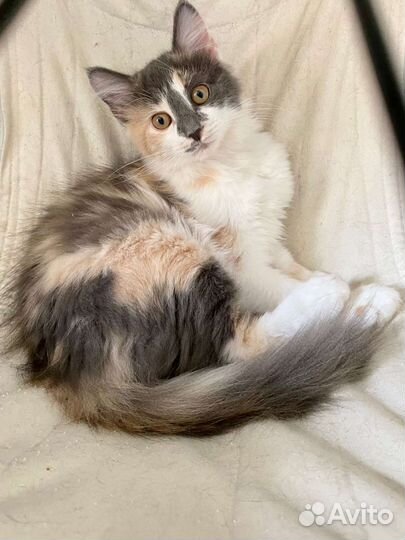 Ласковый котенок