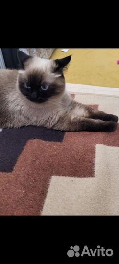 Кошка блю-пойнт