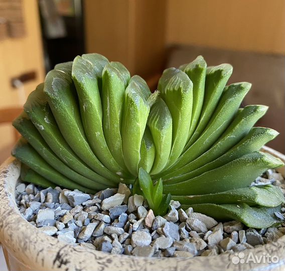 Редкие суккуленты