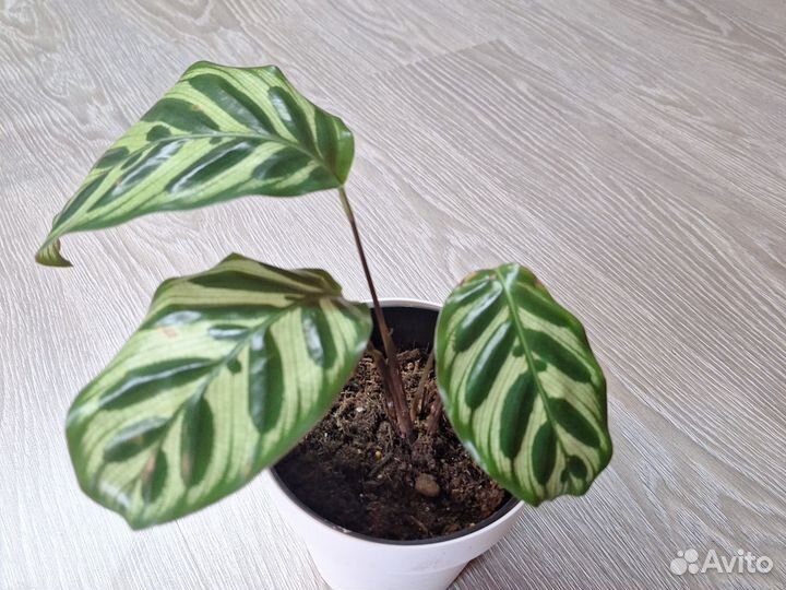 Калатея Макояна