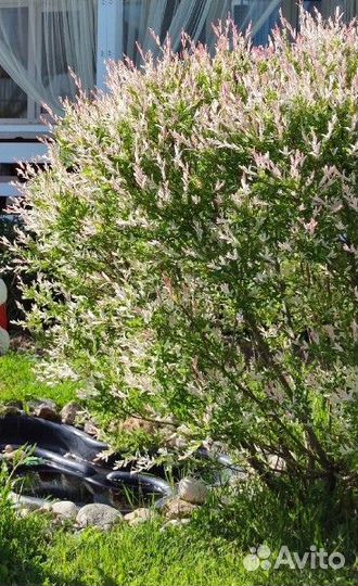 Ива хакуро нишики