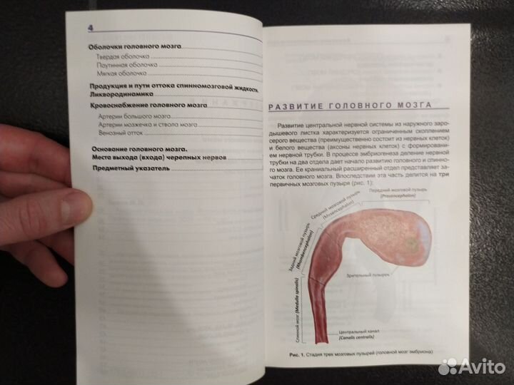 Фотографический атлас головного мозга