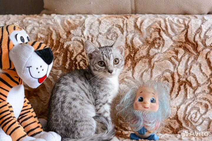 Котята в добрые руки бесплатно