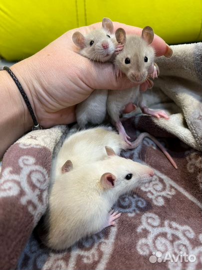 Ручные сиамские крысята белочки